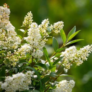 Ligustrum vulgare seeds - Common privet, wild privet