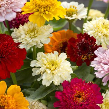 Zinnia elegans Cresto Citrus Mixture seeds