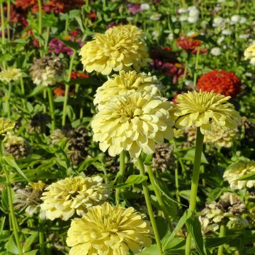 Zinnia elegans Isabellina seeds Zinnia elegans Isabellina seeds