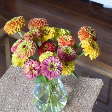 Zinnia x elegans Queen Lime Bicolors Mix - Zinnia à fleurs de dahlia Queen Lime Bicolors Mix, Zinnia élégant, Zinnia commun, Zinnia des jardins