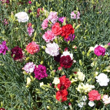 Dianthus Giant Chabaud Mixed 