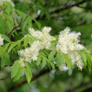 Fraxinus ornus seeds - Manna ash