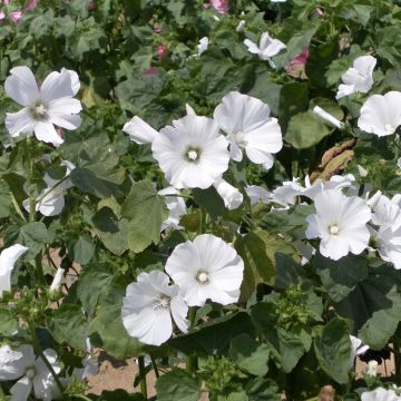 Lavatère annuelle White Regis