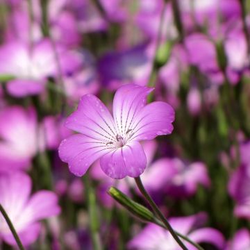 Graines de Nielle des blés - Agrostemma githago