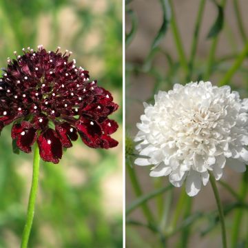 Scabiosa atropurpurea Ebony and Ivory - Scabieuse pourpre foncé Scabiosa atropurpurea Ebony and Ivory - Scabieuse pourpre foncé