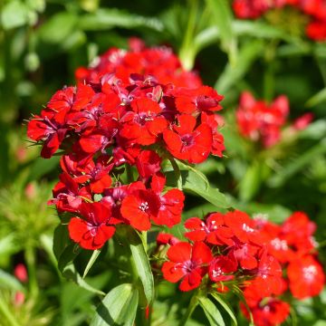 Sweet William Etournelle Scarlet seeds - Dianthus barbatus