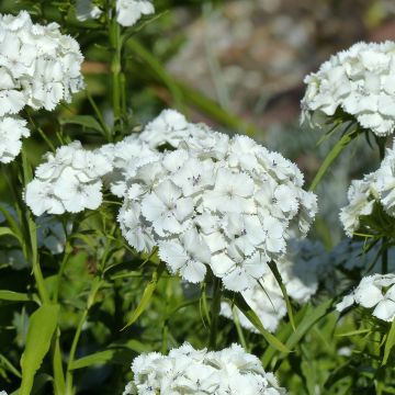 Sweet William Etournelle White seeds - Dianthus barbatus