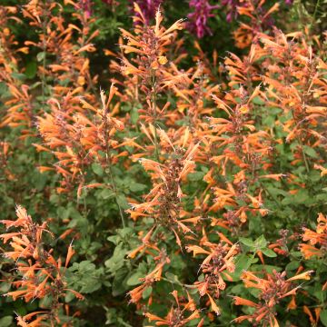 Agastache aurantiaca Apricot Sprite Seeds