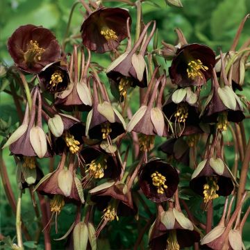 Aquilegia viridiflora Chocolate Soldier - Columbine Seeds
