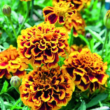Colossus Marigold Seeds - Tagetes patula