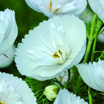 Cosmos Cupcakes White Seeds - Cosmos bipinnatus