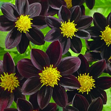 Dwarf Dahlia Black Beauty Seeds