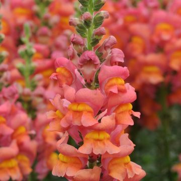 Snapdragon Potomac Orange seeds - Antirrhinum majus 