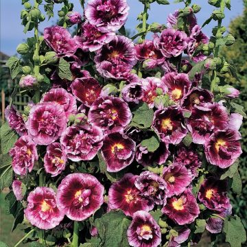 Alcea rosea Crème de cassis - Hollyhock