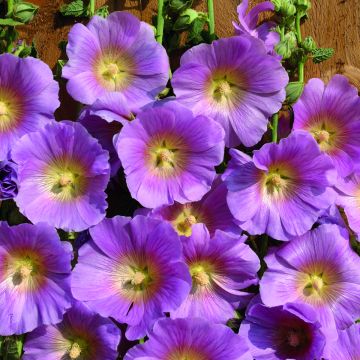 Alcea rosea Halo Pink - Hollyhock