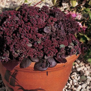 Sedum ussuriense Turkish Delight - Stonecrop
