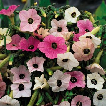 Tobacco plant Marshmallow Seeds - Nicotiana mutabilis