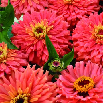 Zinnia elegans Señora seeds