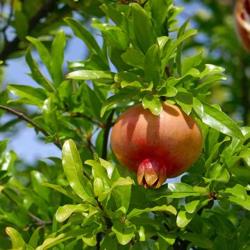 Punica granatum 'Lyubimy' Favorite™ - Pomegranate