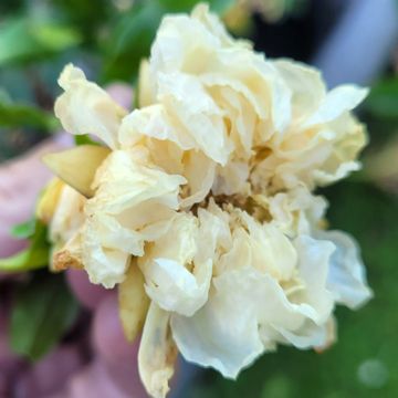 Punica granatum Alba Plena - Ornamental pomegranate