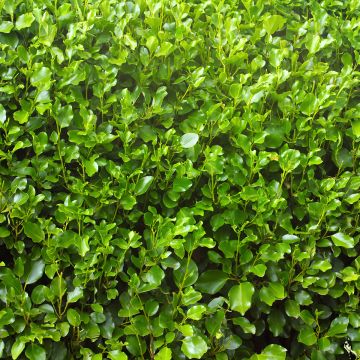 Griselinia lucida - Griselinie luisante Griselinia lucida - Griselinie luisante