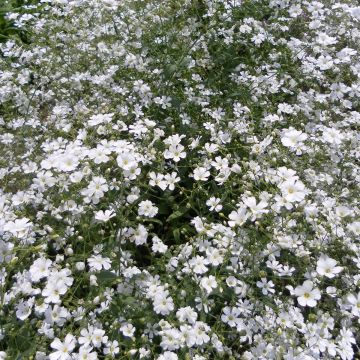 Graines de Gypsophile elegans Covent Garden - Gypsophila Elegans Graines de Gypsophile elegans Covent Garden - Gypsophila Elegans