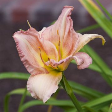 Hemerocallis Cindy Marie - Daylily Hemerocallis Cindy Marie - Daylily