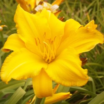 Edible Organic Daylily - Hemerocallis Buttercup