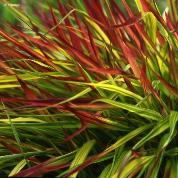 Hakonechloa macra Mulled Wine - Japanese forest grass Hakonechloa macra Mulled Wine - Japanese forest grass