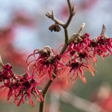 Hamamelis intermedia Ruby Glow - Witch Hazel Hamamelis intermedia Ruby Glow - Witch Hazel