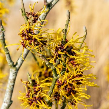 Hamamelis intermedia Barmstedt Gold Hamamelis intermedia Barmstedt Gold