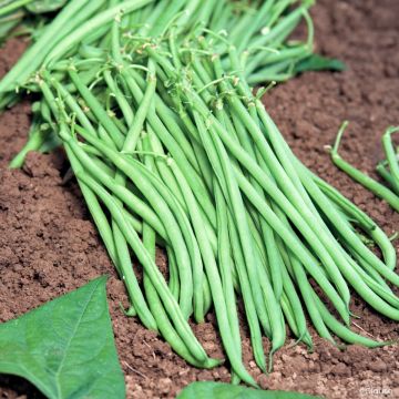Dwarf French Bean Fleuret