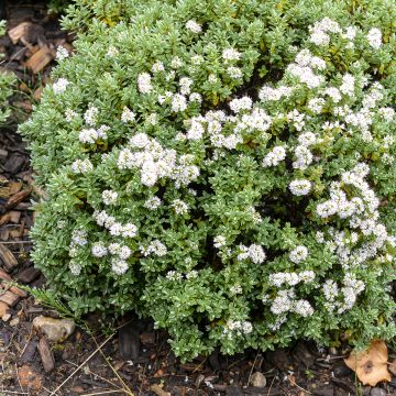 Hebe topiaria - Topiarist's hebe Hebe topiaria - Topiarist's hebe