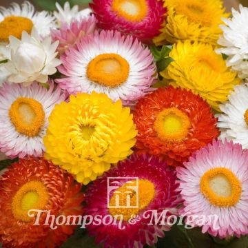 Graines d'Helichrysum monstrosum Bright Bikini Mixed - Immortelle à bractées en mélange Graines d'Helichrysum monstrosum Bright Bikini Mixed - Immortelle à bractées en mélange