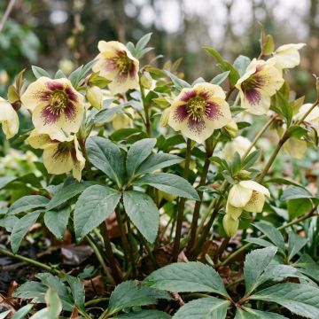Helleborus hybridus ViV Serafina