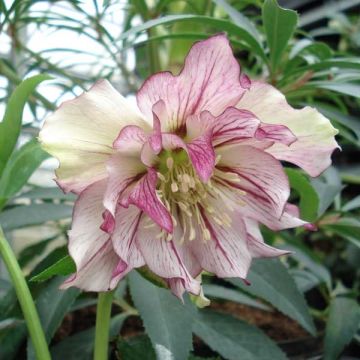 Helleborus hybridus Double Picotee