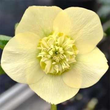 Helleborus hybridus anemone-centred yellow