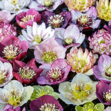 Helleborus orientalis