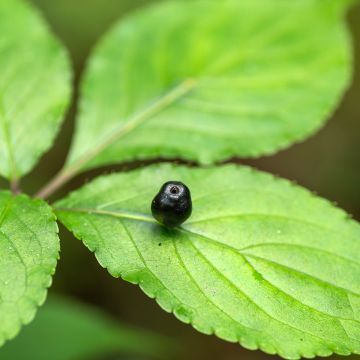 Helwingia japonica - Japanese helwingia Helwingia japonica - Japanese helwingia