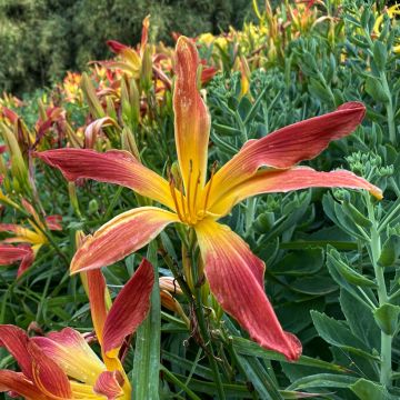 Hemerocallis Hot Wheels - Daylily