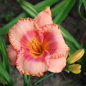 Hemerocallis Candide - Daylily Hemerocallis Candide - Daylily