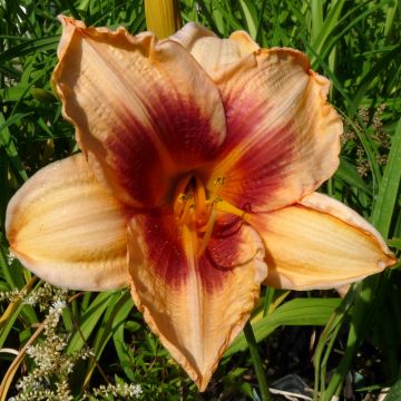 Hemerocallis Constance Eye - Daylily