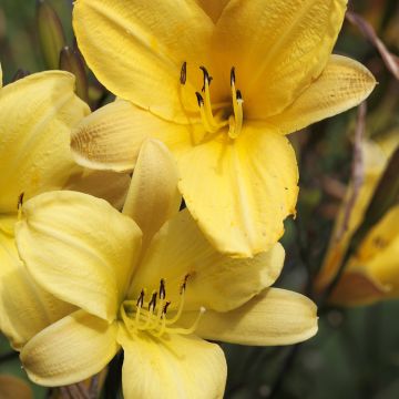 Hemerocallis Corky - Daylily