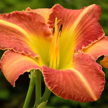 Hemerocallis Crackling Rosie - Daylily