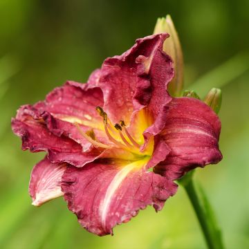 Hemerocallis Desdemona - Daylily