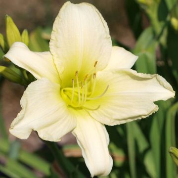 Hemerocallis Icily Light - Daylily Hemerocallis Icily Light - Daylily