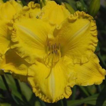 Hemerocallis Isle of Capri - Daylily