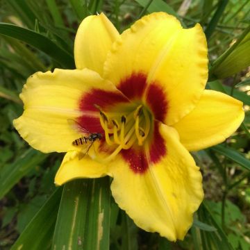 Hemerocallis Little Cadet - Daylily