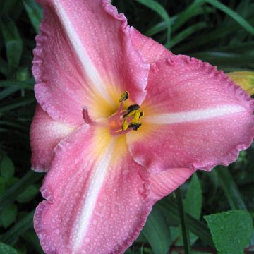 Hemerocallis Royal Flair - Daylily Hemerocallis Royal Flair - Daylily