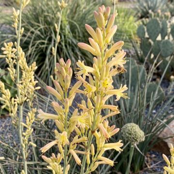 Hesperaloe parviflora Arizona Sunrise - Red yucca